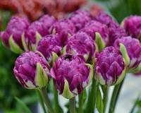 Тюльпан Блюберри Айс (Blueberry Ice), 5 шт (разбор 12/14)