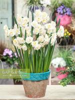 Нарцисс Брайд (The Bride = Bridal Crown), 5 шт (разбор 12/14)