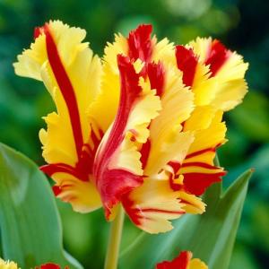 Тюльпан Флэйминг Пэррот (Flaming Parrot), 10 шт (разбор 11/12) - картинка 5