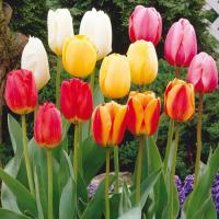 Тюльпан Дарвинов гибрид смесь (Darwin Hybrid mix), 10 шт (разбор 12/14)