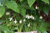 Нарцисс Элка (mini trumpet Elka), 15 шт (разбор 8/10)