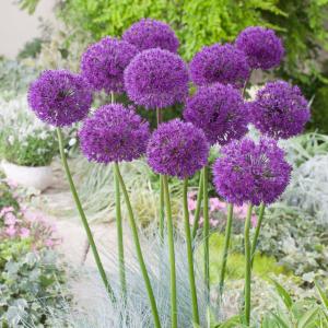 Аллиум Пепл Сенсейшн (Allium Purple Sensation), 15 шт - картинка 2