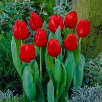 Тюльпан Эскейп (Escape), 5 шт (разбор 11/12)