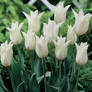 Тюльпан Уайт Элеганс (White Elegance), 10 шт (разбор 11/12) - картинка 1