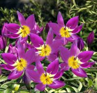 Тюльпан пульчелла Истерн Стар (pulchela Eastern Star), 15 шт