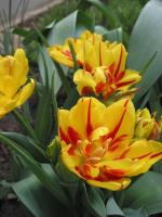 Тюльпан Монселла (Monsella), 10 шт (разбор 11/12)