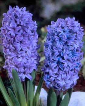 Гиацинт Дельфтс Блю (Delfts Blauw), 3 шт (горшечный, разбор 18/19!) - картинка 2