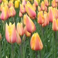 Тюльпан Блашинг Бьюти (Blushing Beauty = Blushing Lady), 10 шт (разбор 12/14)