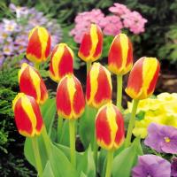 Тюльпан Стреза (Stresa), 10 шт (разбор 12/14)