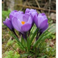 Крокус Гранд Матр (Grand Maitre), 25 шт