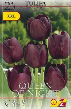 Тюльпан Куин оф Найт (Queen of Night), 25 шт - картинка 6