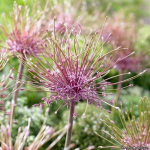 Аллиум Шуберта (Allium schubertii), 5 шт (разбор 12/14) - картинка 2