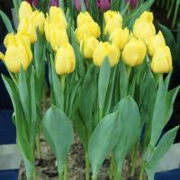 Тюльпан Веди Наполи (Vedi Napoli), 10 шт (разбор 11/12)