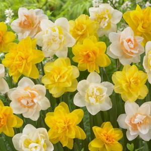 Нарцисс махровый смесь сортов (Narcissus Double Mixed), 25 шт - картинка 2