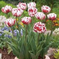 Тюльпан Карнавал де Найс (Carnaval de Nice), 10 шт (разбор 12/14)