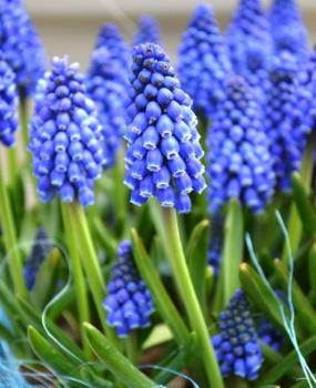 Мускари Арменикум (Muscari armeniacum), 50 шт - картинка 2