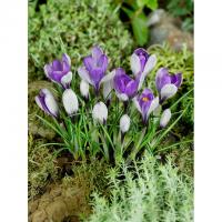 Крокус Ялта (Yalta), 20 шт (разбор 5/7)