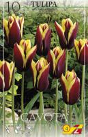 Тюльпан Гавота (Gavota), 10 шт (разбор 12/14)