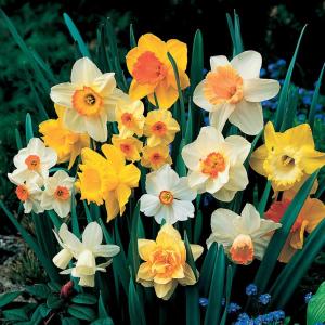 Нарцисс разные виды смесь (Narcissus Mix), 50 шт - картинка 2