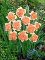 Нарцисс Ванилла Пич (Vanilla Peach), 5 шт (разбор 12/14)