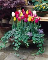 Тюльпан триумф смесь (Tulipa Triumph Mixed), 10 шт (разбор 11/12)