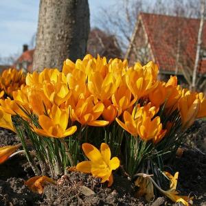 Крокус Геел (Geel=Yellow Mammouth), 10 шт (разбор 9/10) - картинка 1
