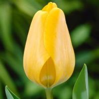 Тюльпан Голден Парад (Golden Parade), 15 шт (разбор 14/16!)