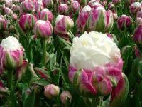 Тюльпан Айс Крим (Ice Cream), 5 шт (разбор 12/14)