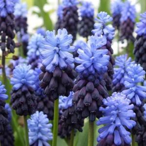 Мускари Латифолиум (Muscari latifolium), 20 шт (разбор 7/8) - картинка 3