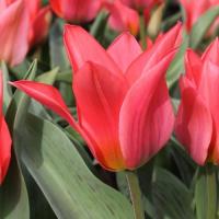 Тюльпан Торонто (Toronto), 25 шт (разбор 11/12)