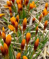 Крокус Оливьери Оранж Монарх (olivieri Orange Monarch), 15 шт (разбор 5/7)