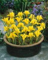 Ирис Данфорда (Iris danfordiae), 20 шт (разбор 6/7)