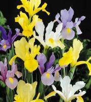 Ирис голландский смесь (Iris hollandica), 20 шт (разбор 8/9)