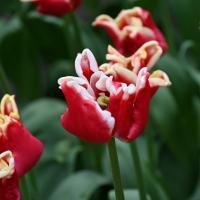 Тюльпан Элегант Кроун (Elegant Crown), 10 шт (разбор 11/12)