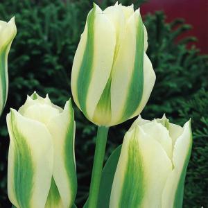 Тюльпан Спринг Грин (Spring Green), 10 шт (разбор 12/14) - картинка 2