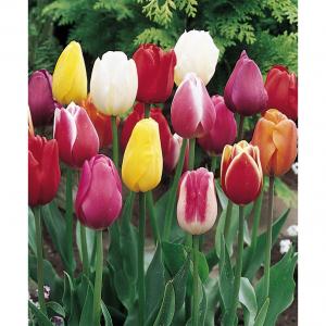 Тюльпан триумф смесь (Triumph mixed), 25 шт (разбор 12/14) - картинка 2